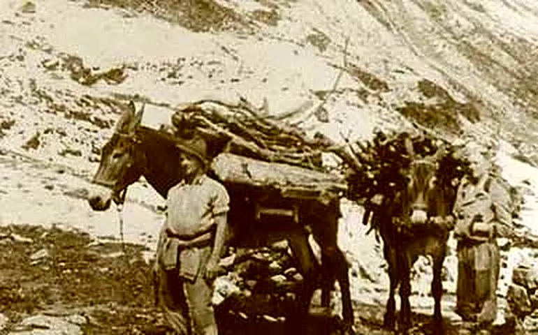 Säumer mit beladenen Mulis auf dem Weg zur Hütte