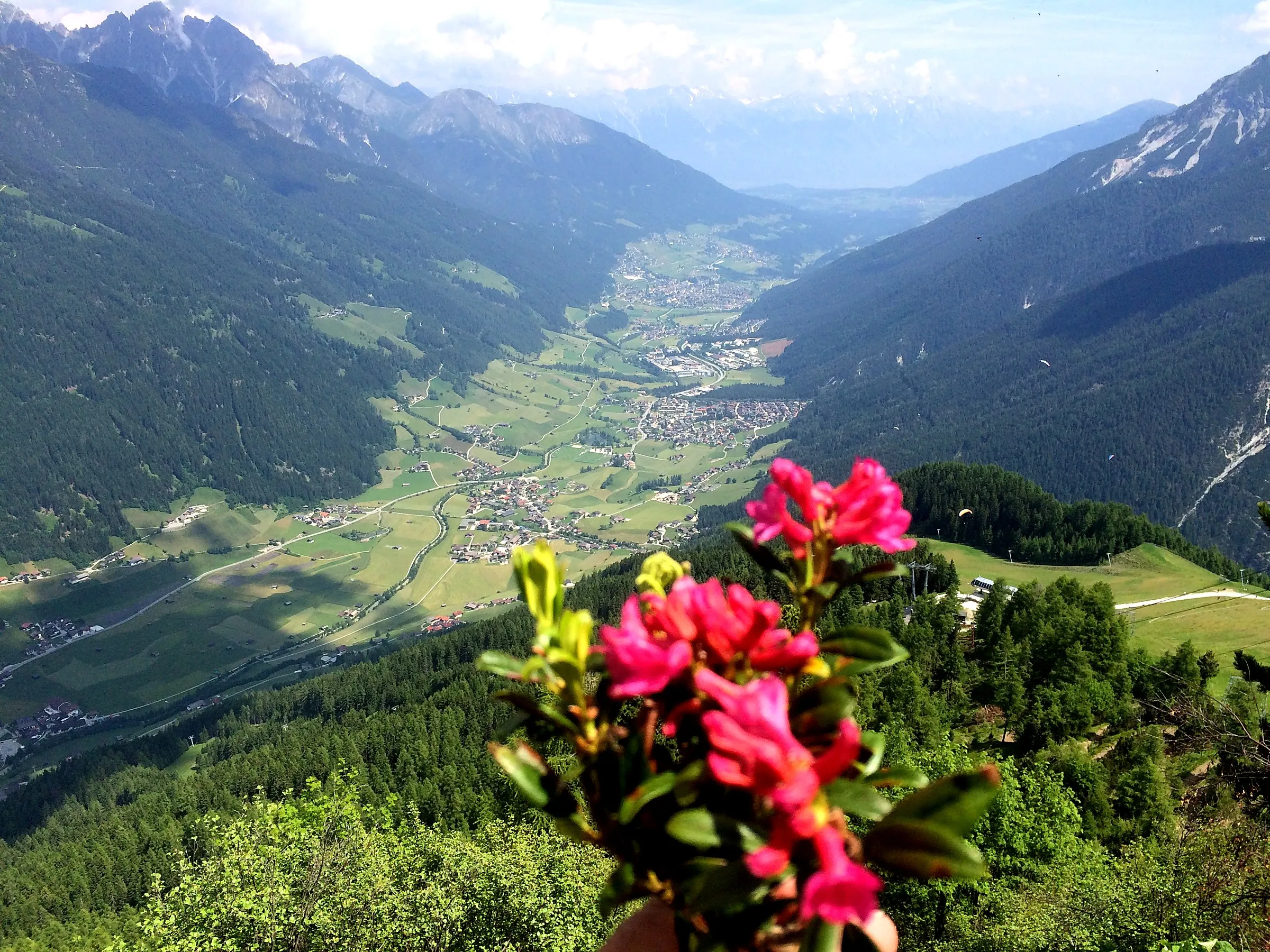 Blühende Almrosen hoch über dem sommerlichen Stubaital